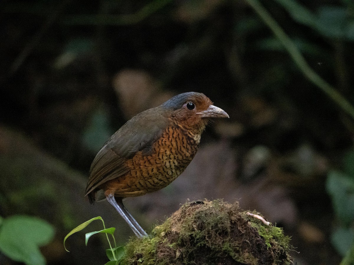 Giant Antpitta - ML644058239
