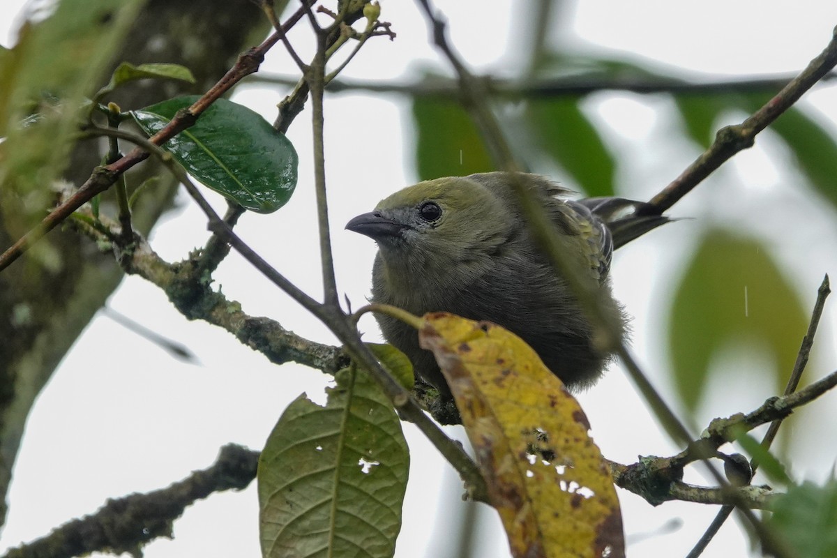 Palm Tanager - ML644058251