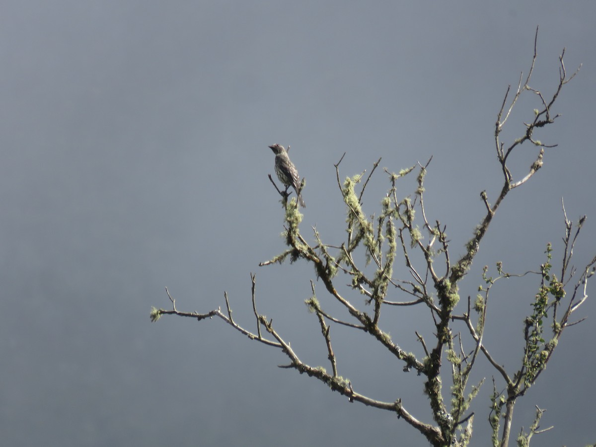 Red-crested Cotinga - ML644058261