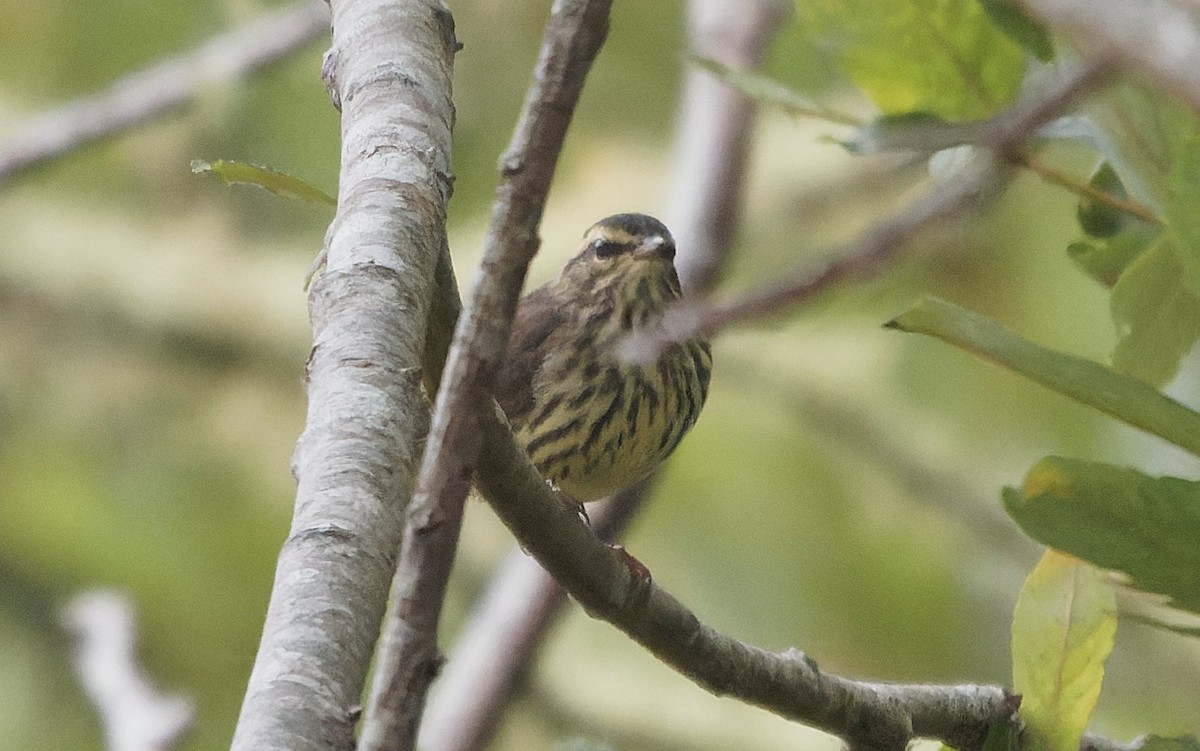 Northern Waterthrush - ML644058266