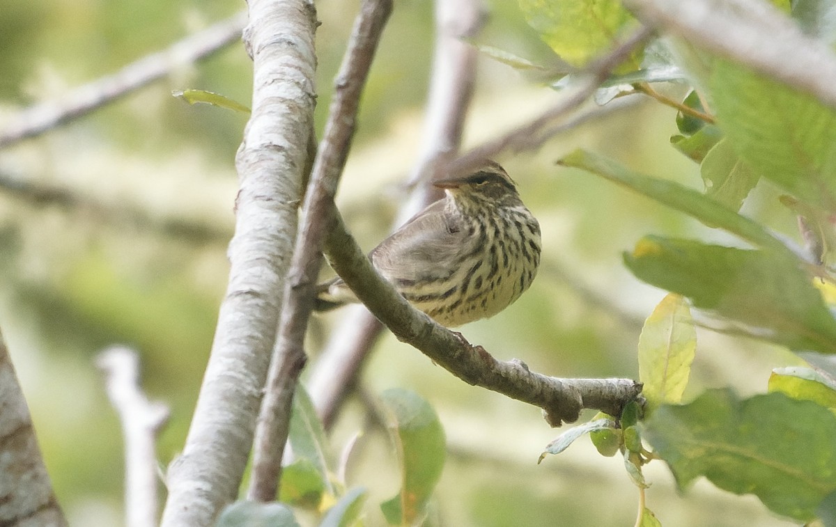 Northern Waterthrush - ML644058267
