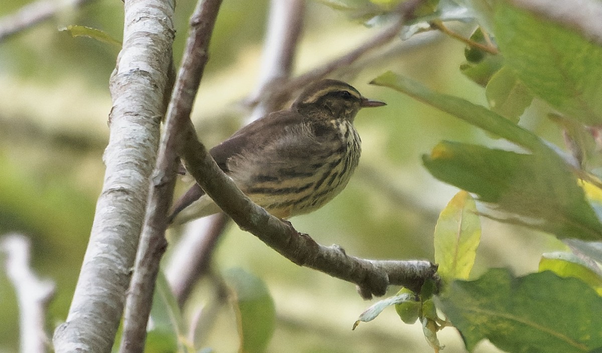 Northern Waterthrush - ML644058268