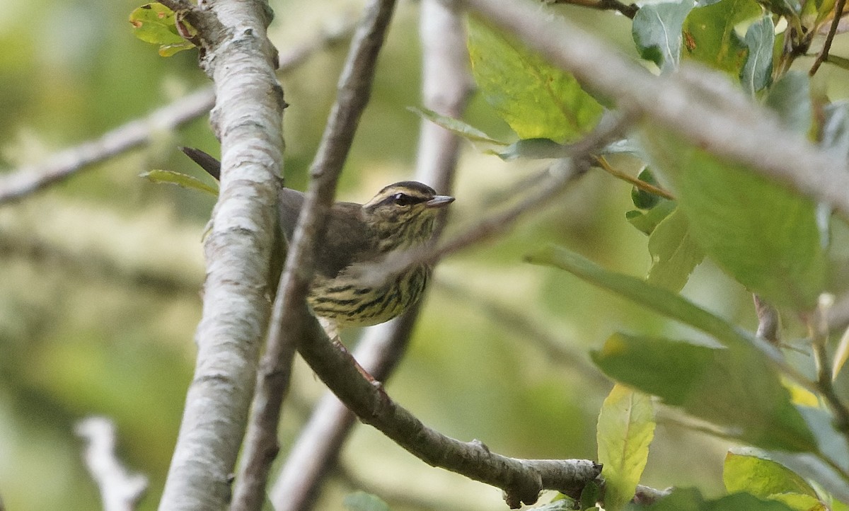 Northern Waterthrush - ML644058269