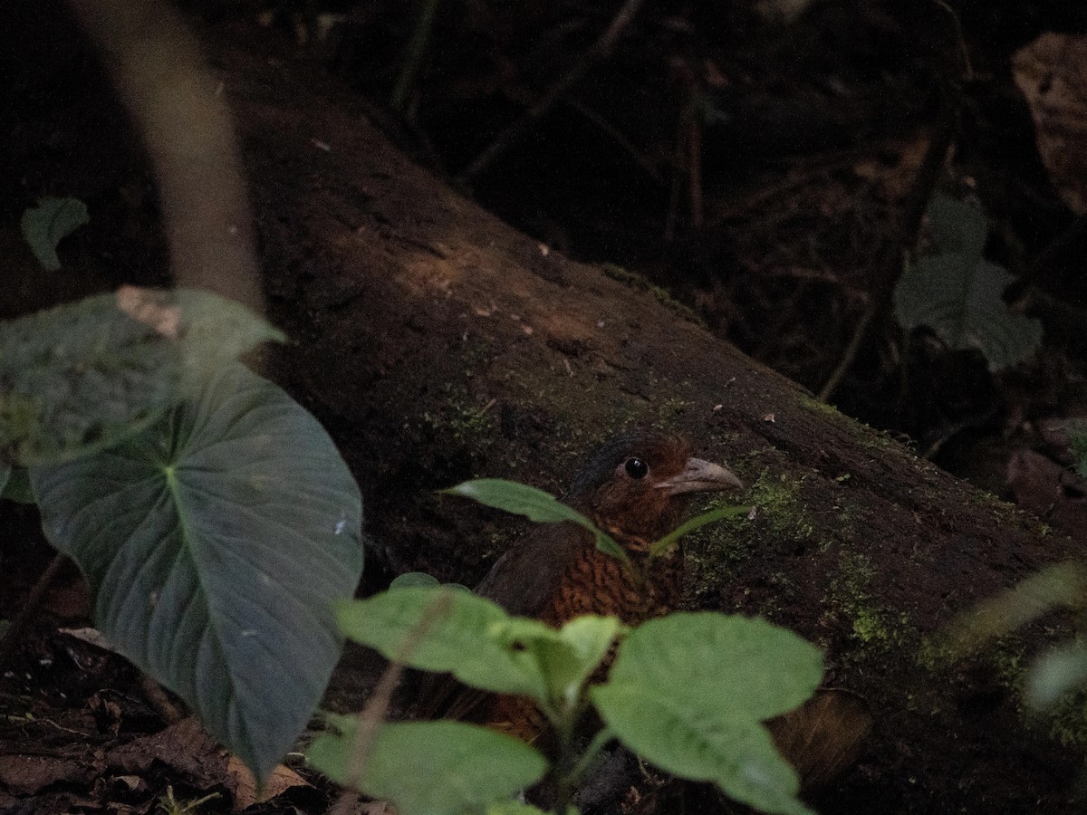 Giant Antpitta - ML644058272