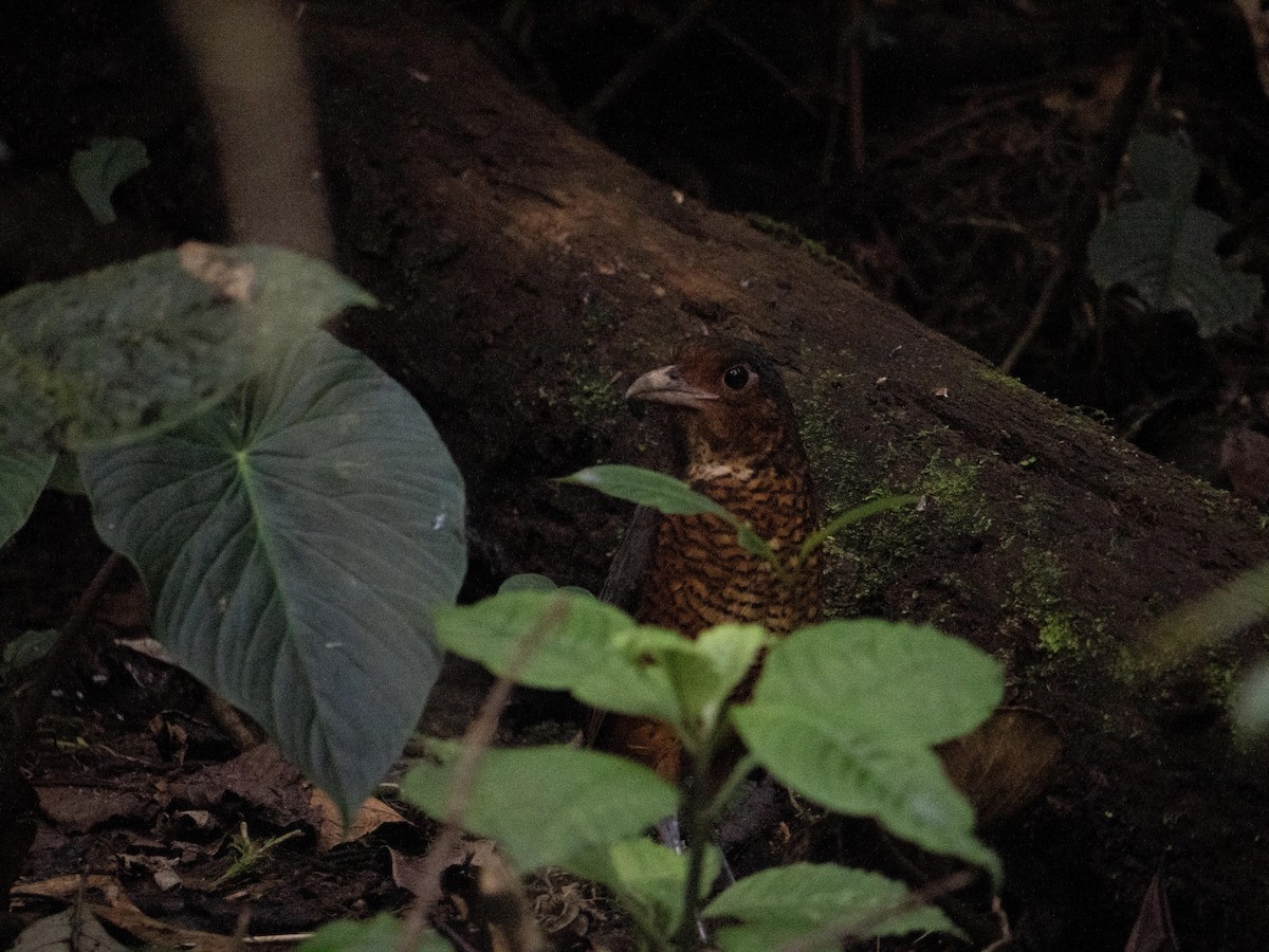 Giant Antpitta - ML644058273