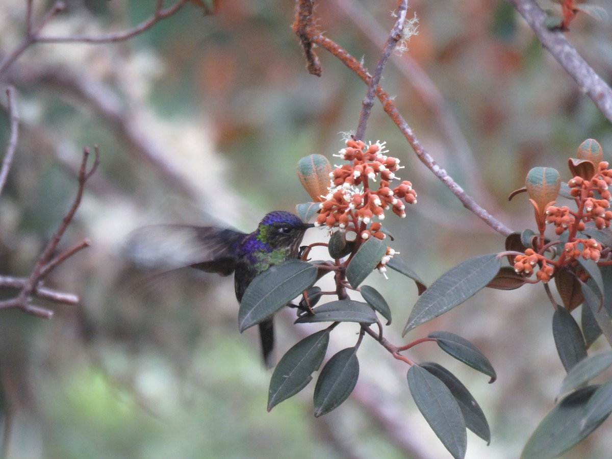Purple-backed Thornbill - ML644058301
