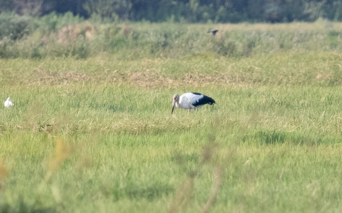 Maguari Stork - ML644058302