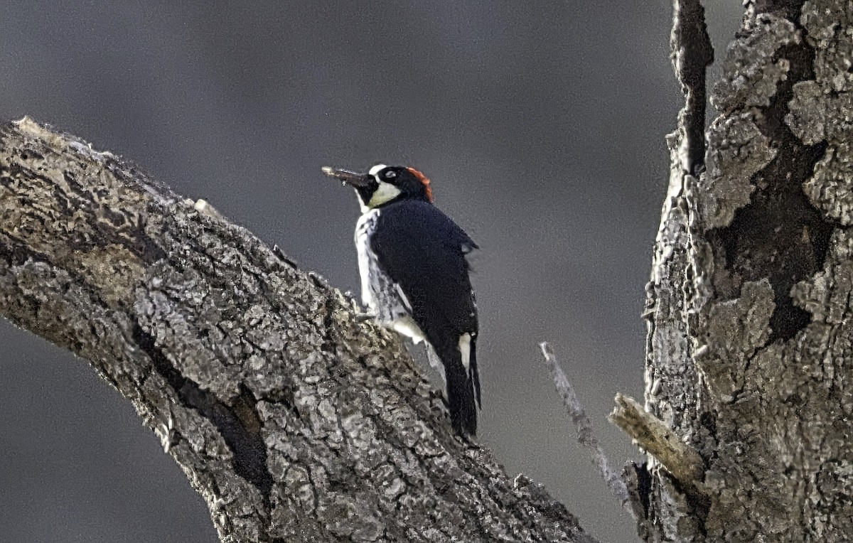 Acorn Woodpecker - ML644058303