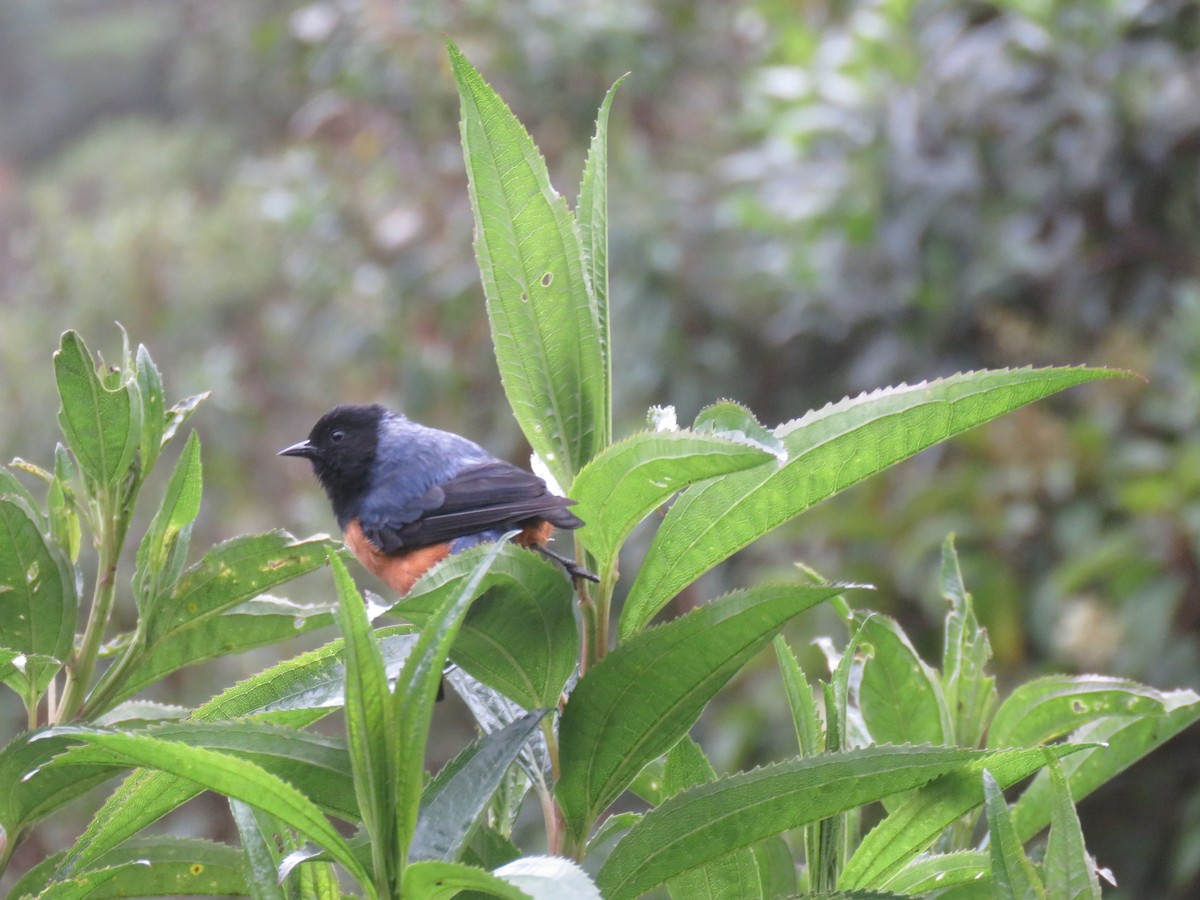 Blue-backed Conebill - ML644058322