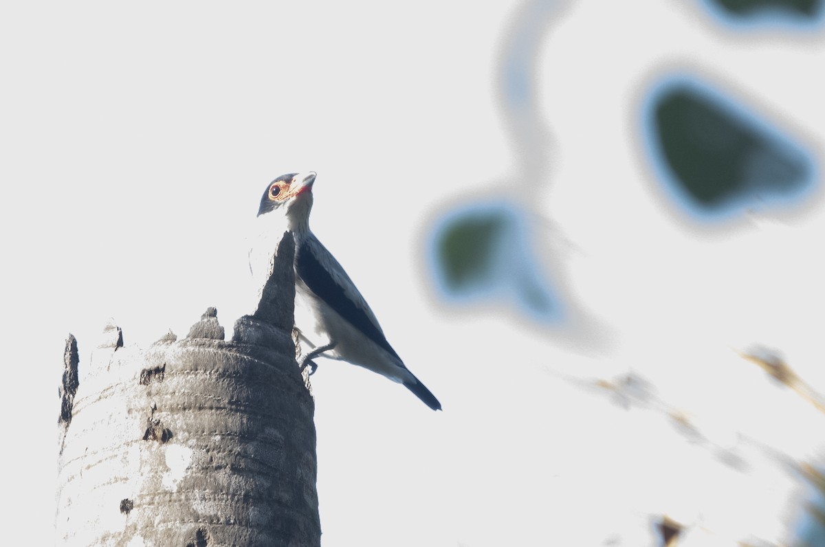 Black-tailed Tityra - ML644058327