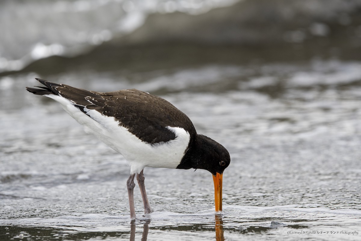 蠣鴴 - ML644058329