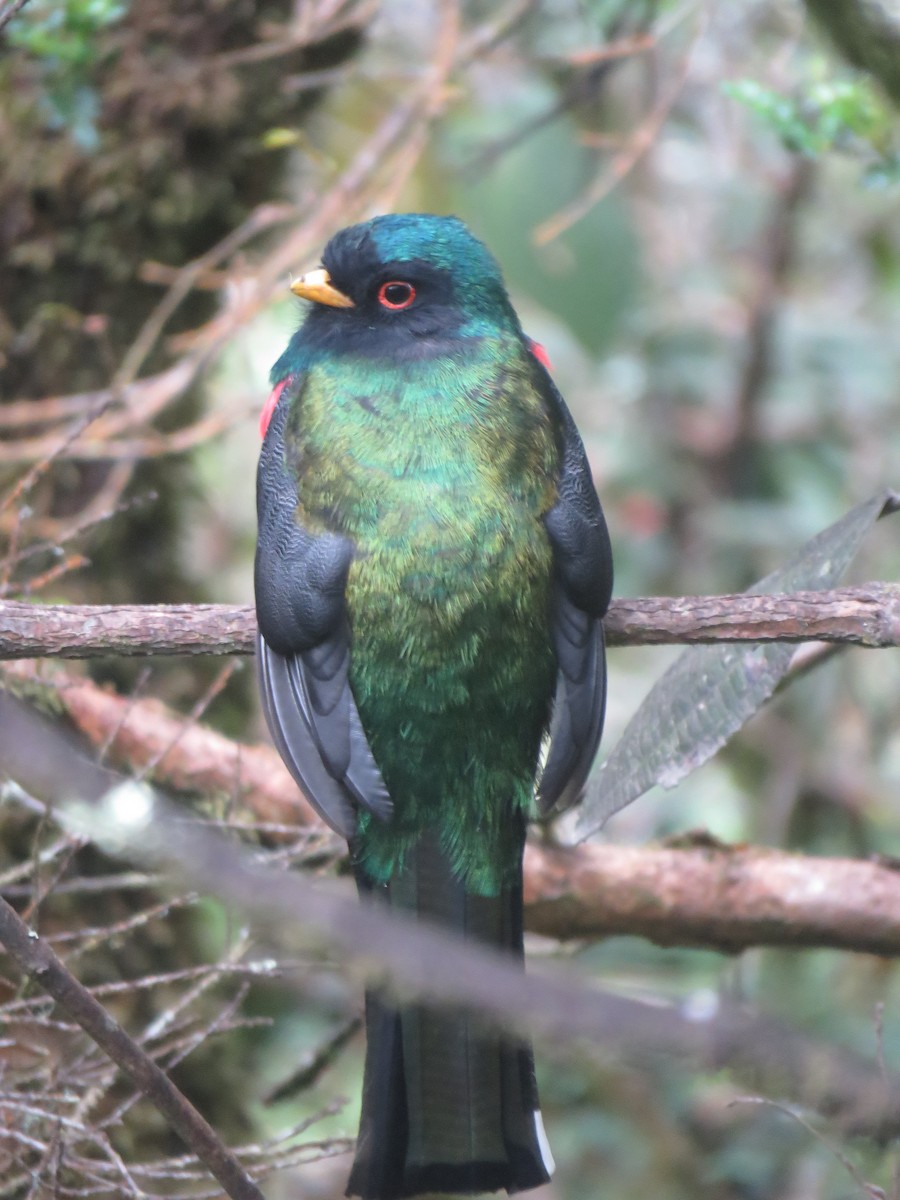 Masked Trogon - ML644058344