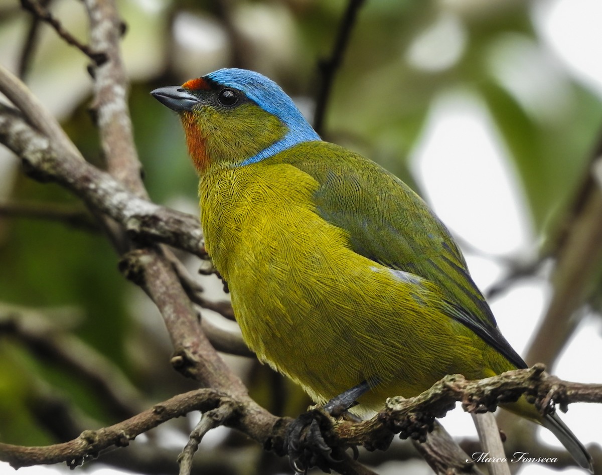 ルリゴシサンショクフウキンチョウ - ML644058345