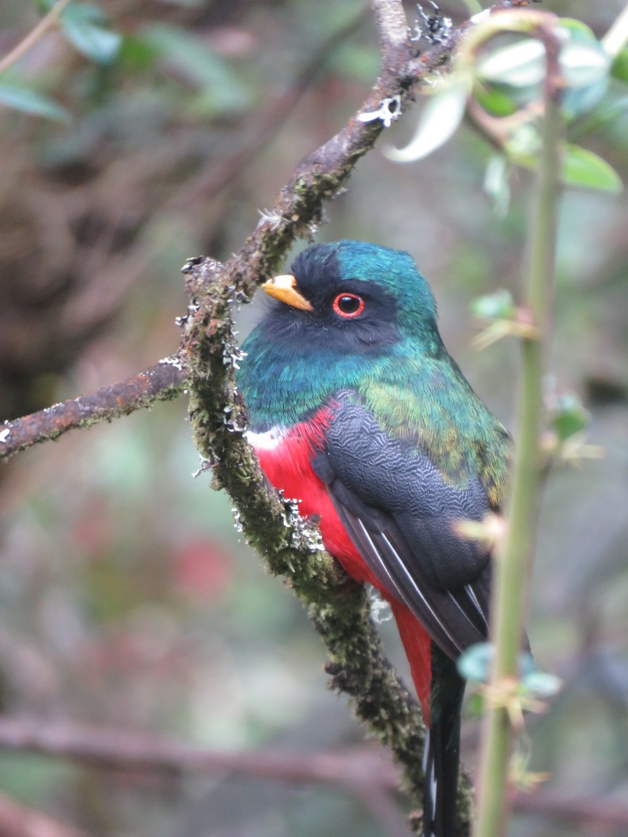 Masked Trogon - ML644058346
