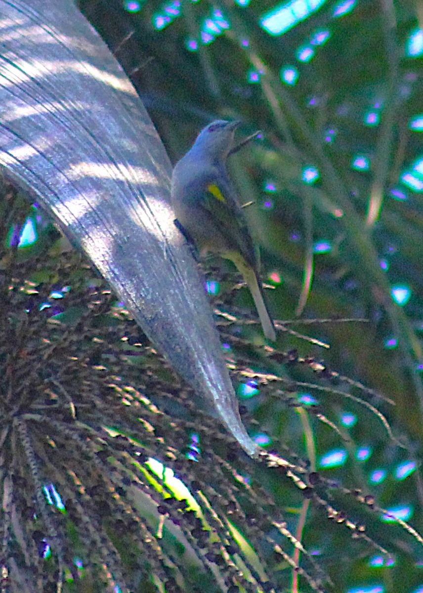 Golden-chevroned Tanager - ML644058355
