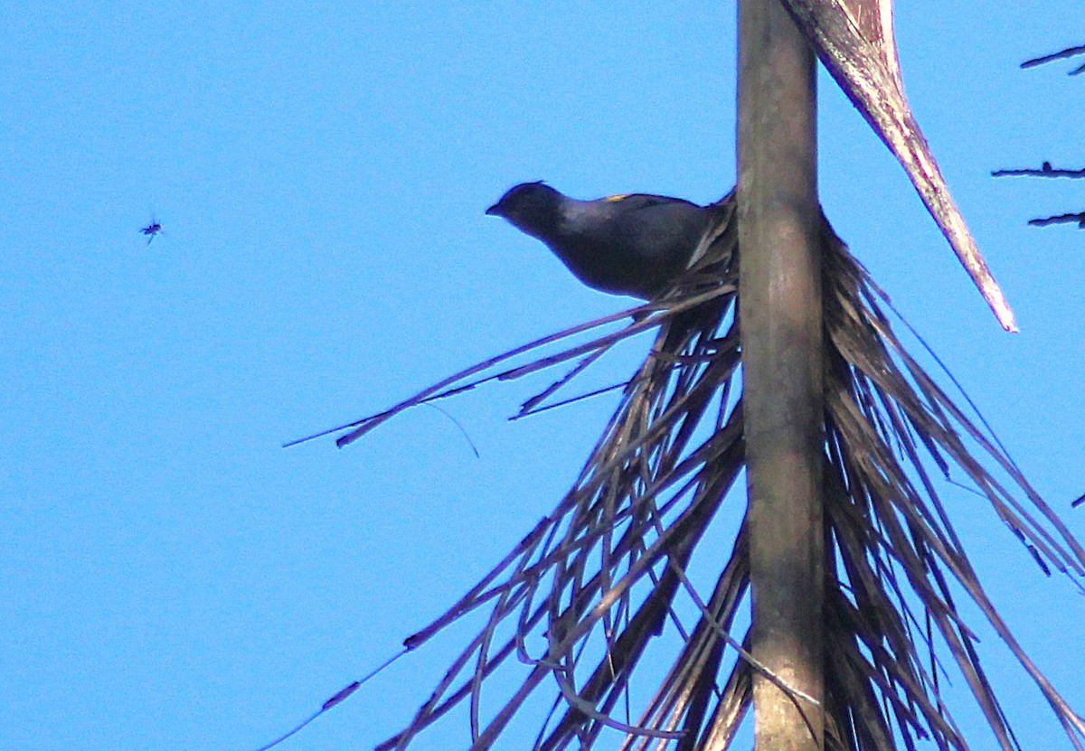 Golden-chevroned Tanager - ML644058356