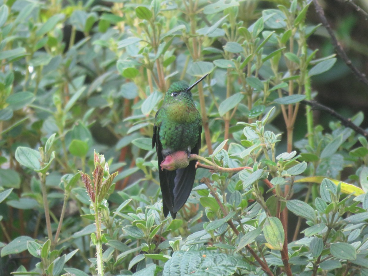 Golden-breasted Puffleg - ML644058357