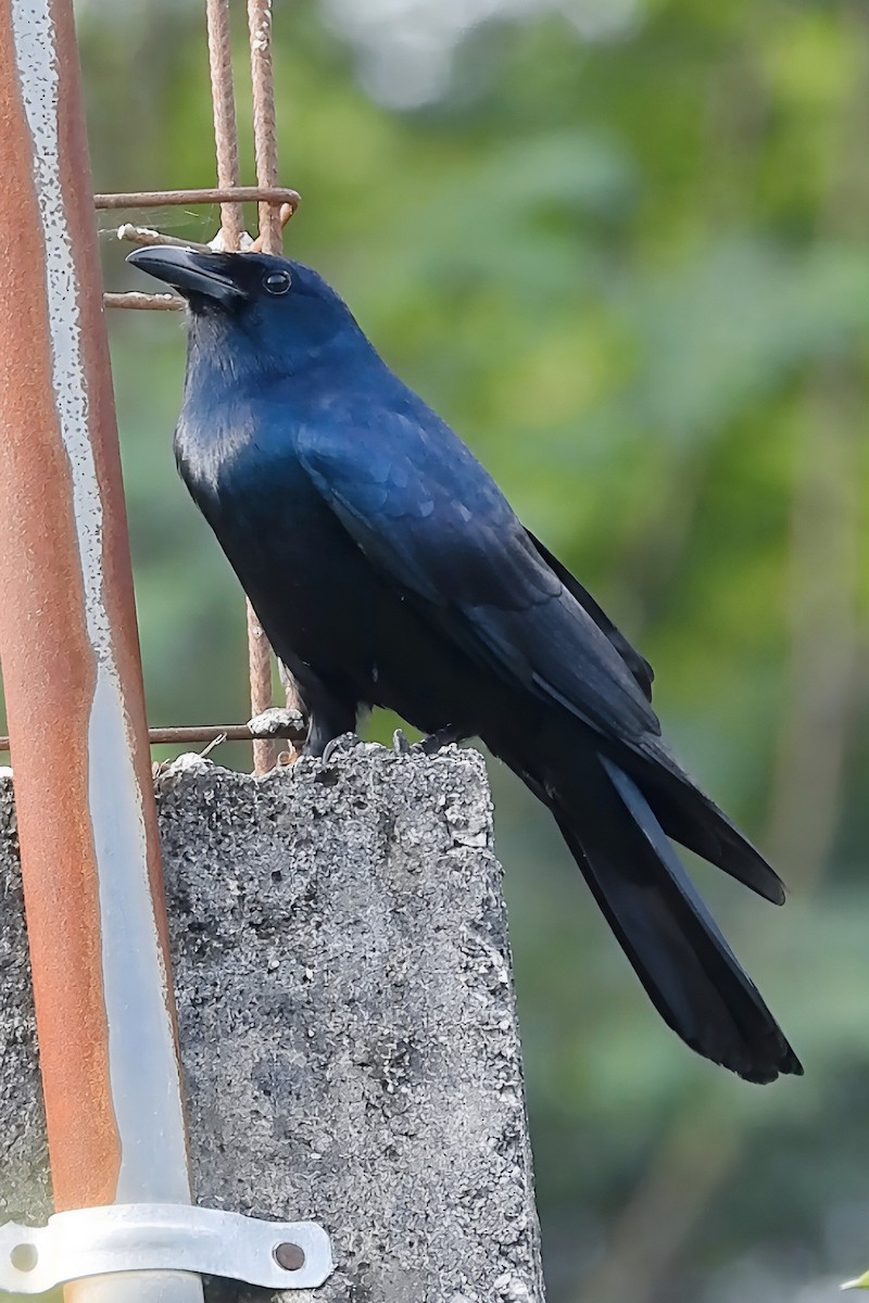 Tamaulipas Crow - ML644058359