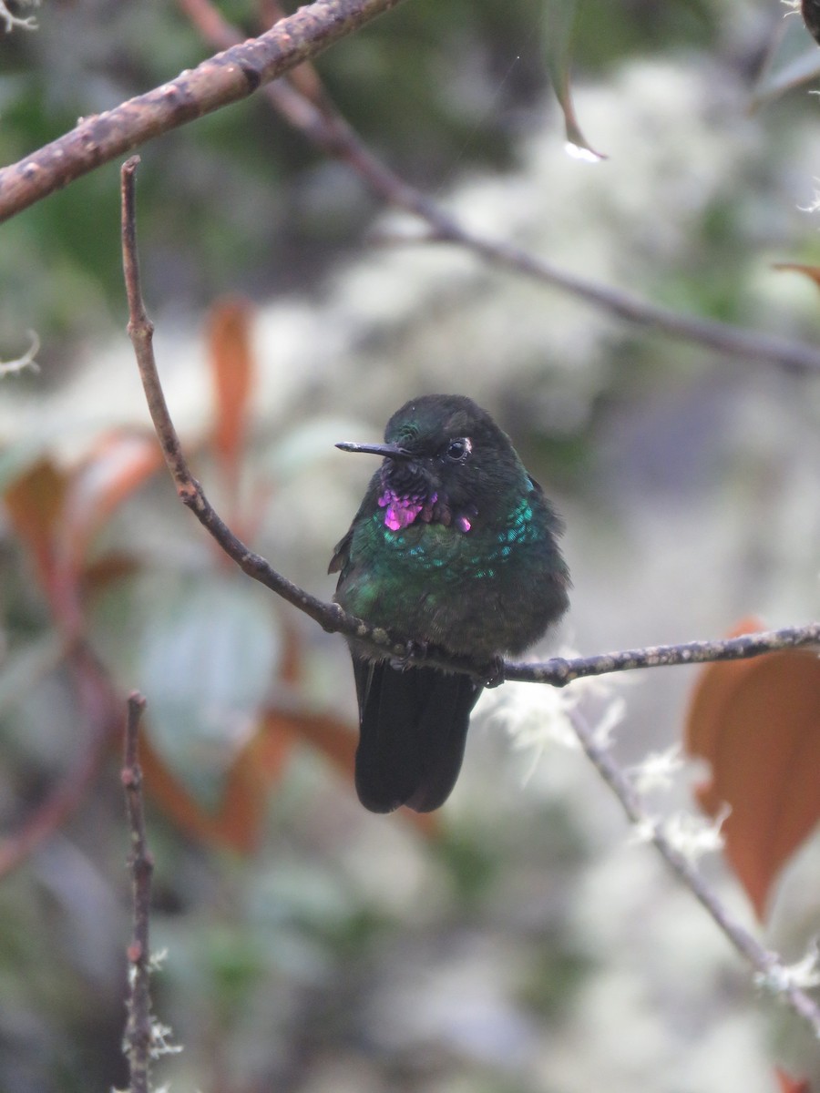 Tourmaline Sunangel - ML644058364