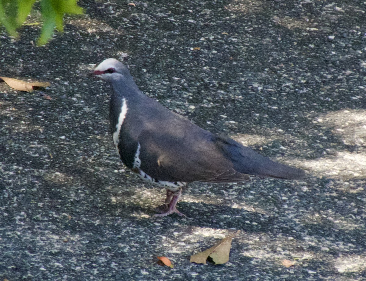Wongataube - ML644058368