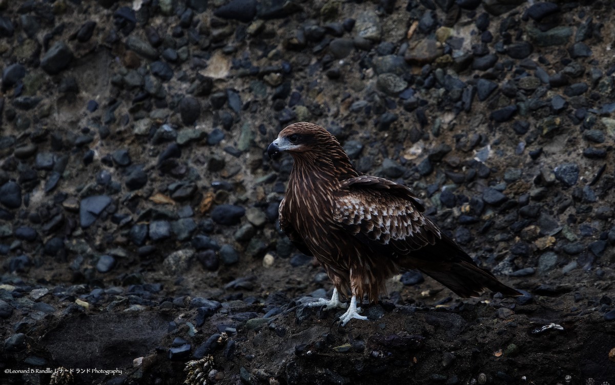 黑鳶 - ML644058374