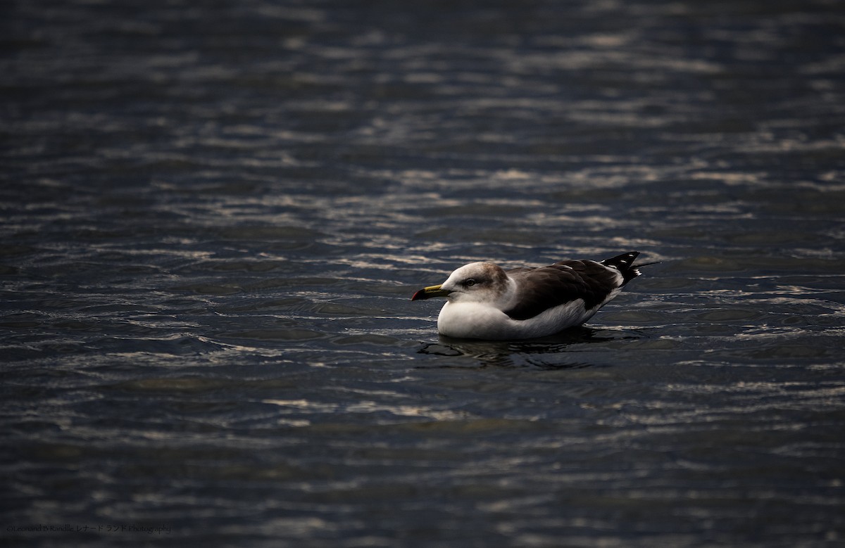 黑尾鷗 - ML644058393