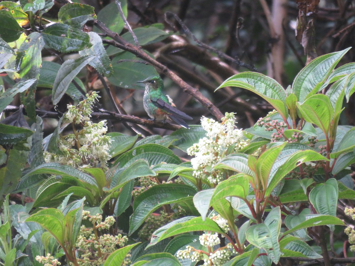 Purple-backed Thornbill - ML644058398