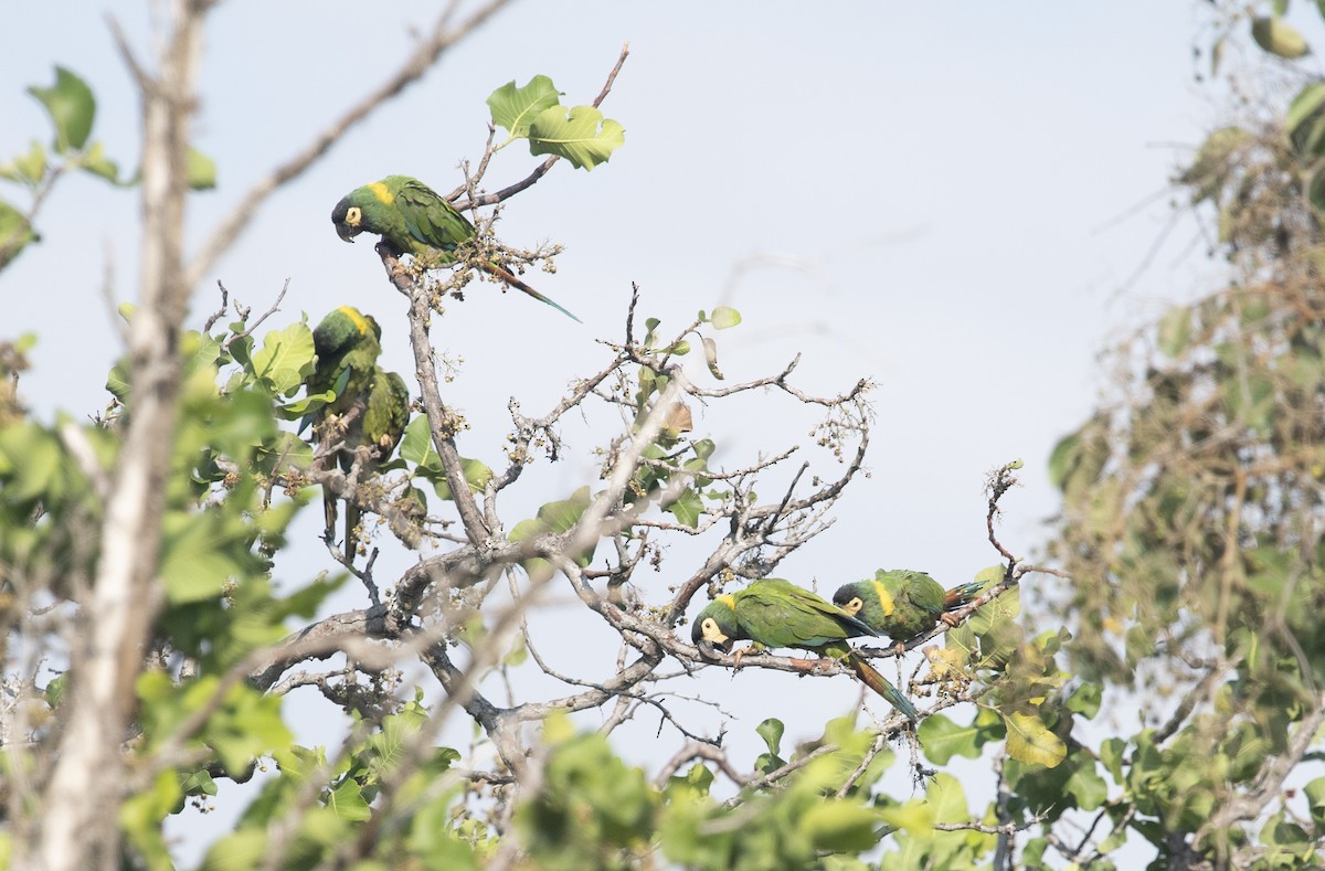 Yellow-collared Macaw - ML644058402