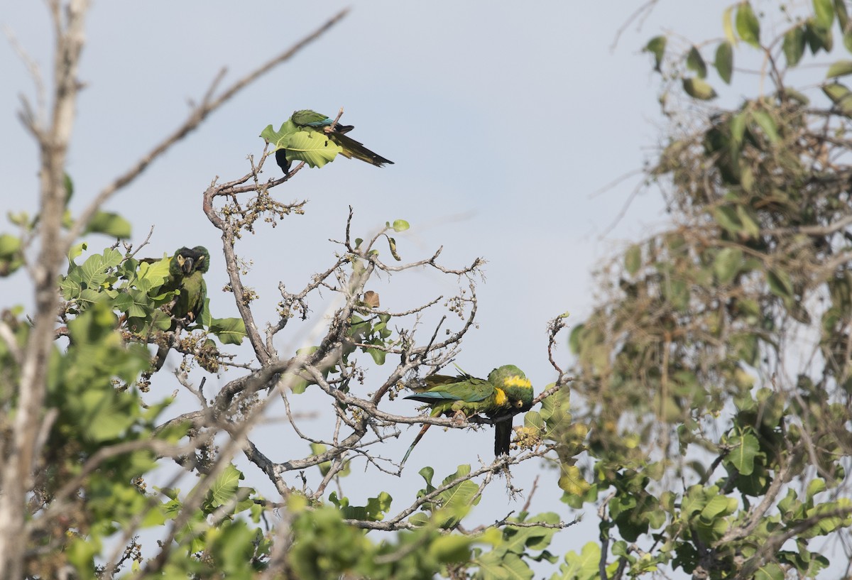 Yellow-collared Macaw - ML644058403