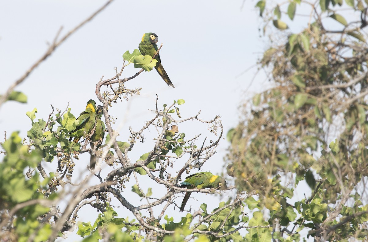 Yellow-collared Macaw - ML644058404
