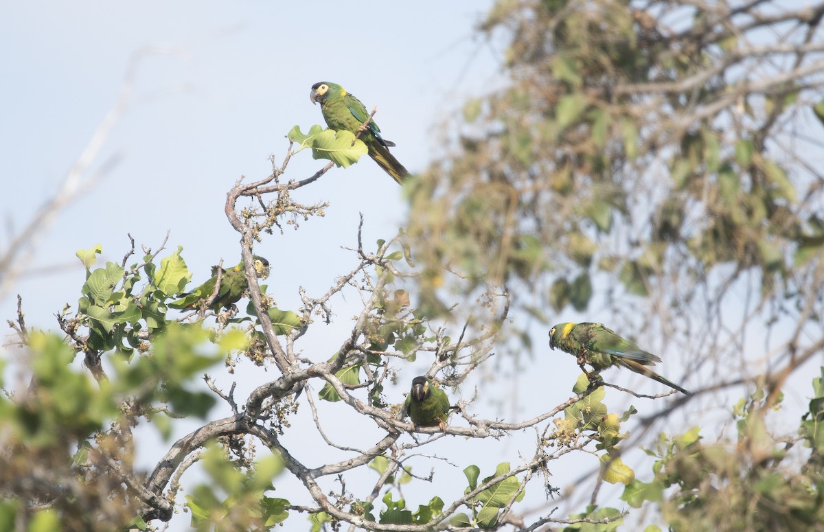 Yellow-collared Macaw - ML644058405