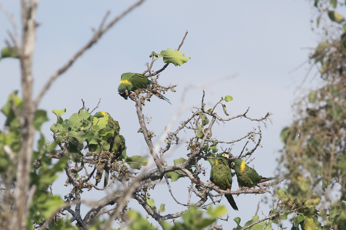Yellow-collared Macaw - ML644058406