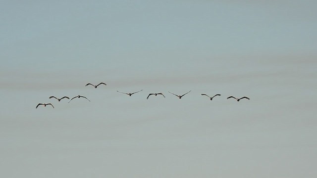 Brown Pelican - ML644058419