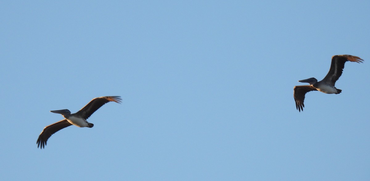 Brown Pelican - ML644058420