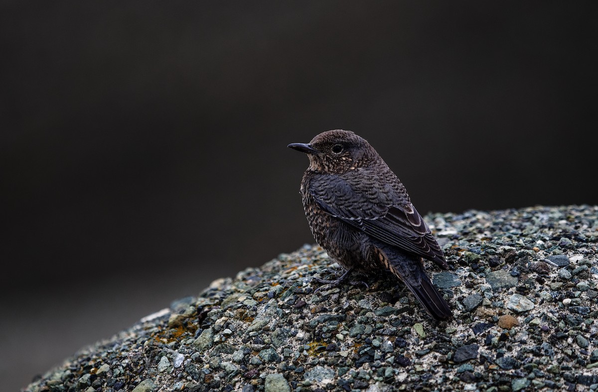 藍磯鶇 - ML644058425