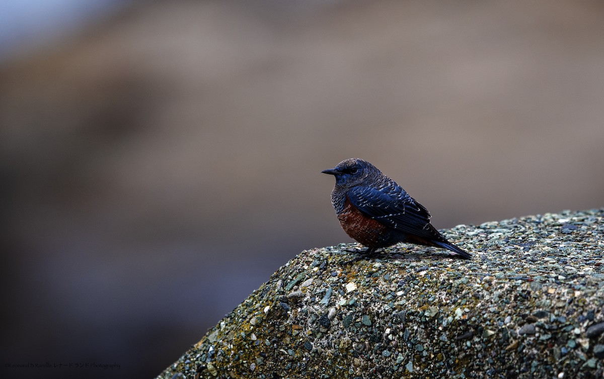 藍磯鶇 - ML644058426