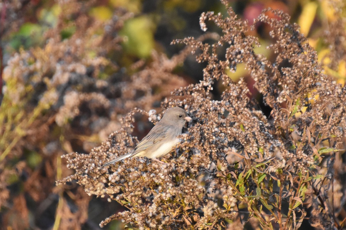 Dark-eyed Junco (Slate-colored) - ML644058427