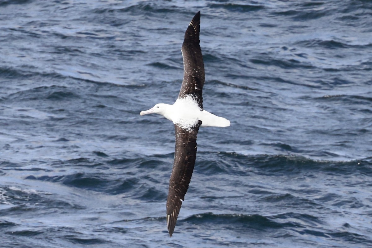 Albatros de Sanford - ML644058432