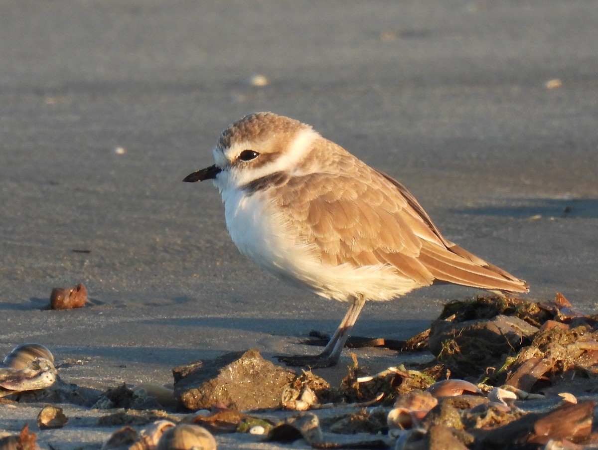 Snowy Plover - ML644058454