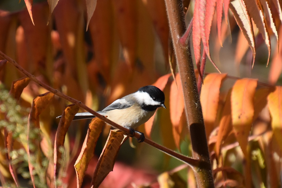 Black-capped Chickadee - ML644058455