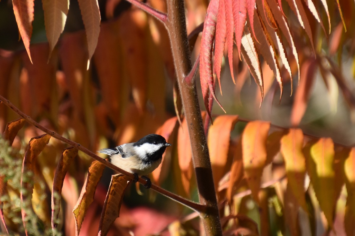 Black-capped Chickadee - ML644058456
