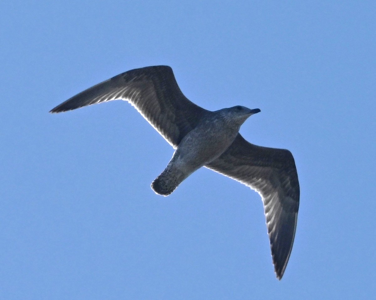tanımsız Larinae sp. - ML644058458