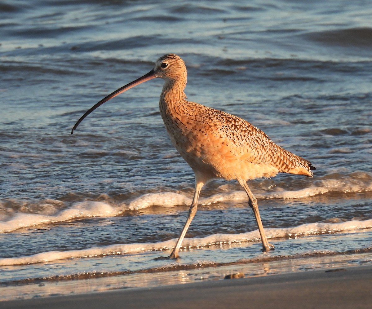 Long-billed Curlew - ML644058459