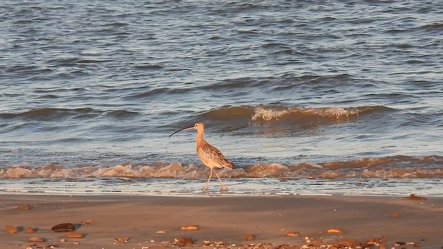 Long-billed Curlew - ML644058464