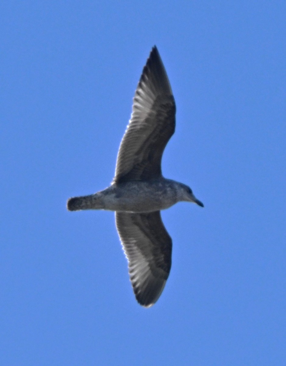 tanımsız Larinae sp. - ML644058465