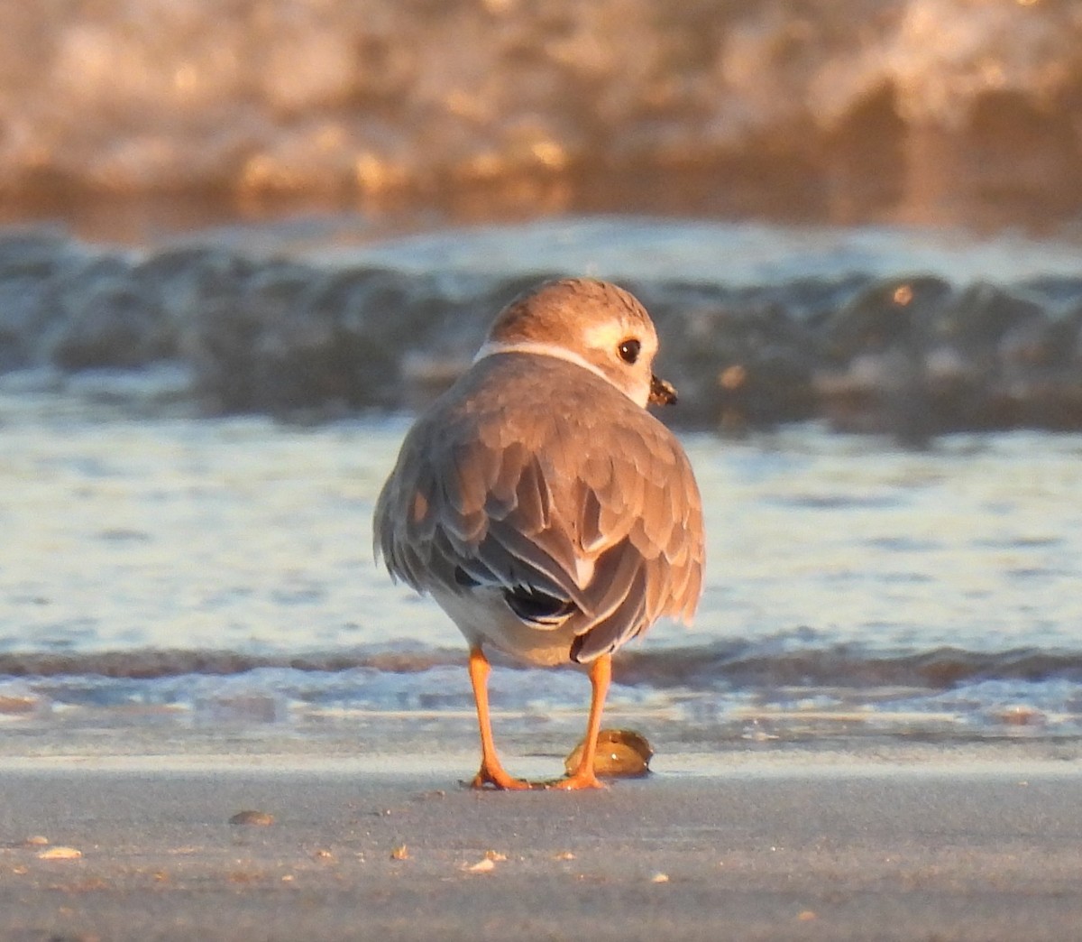 Semipalmated Plover - ML644058467