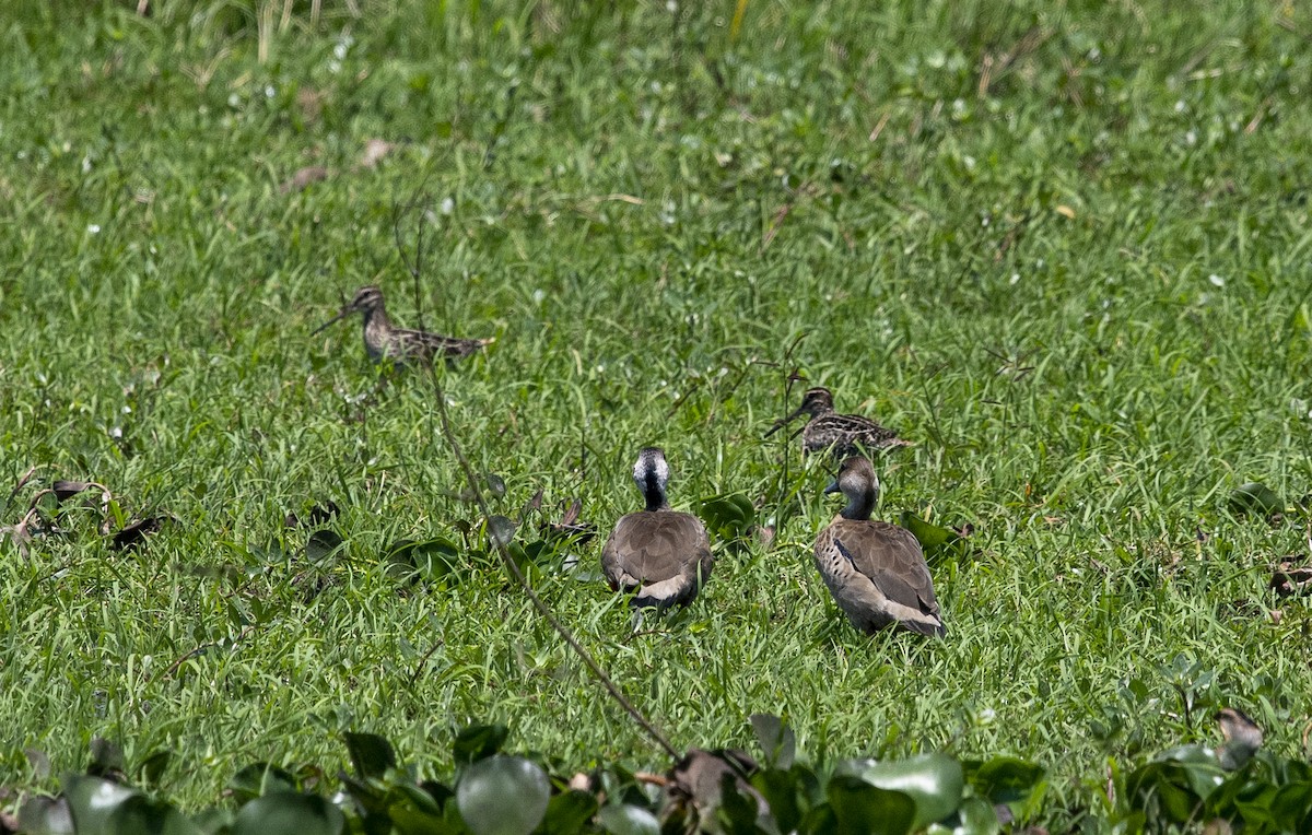 Pantanal Snipe - ML644058472