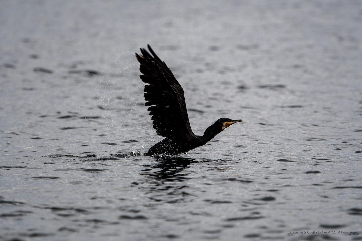 鸕鷀 - ML644058475