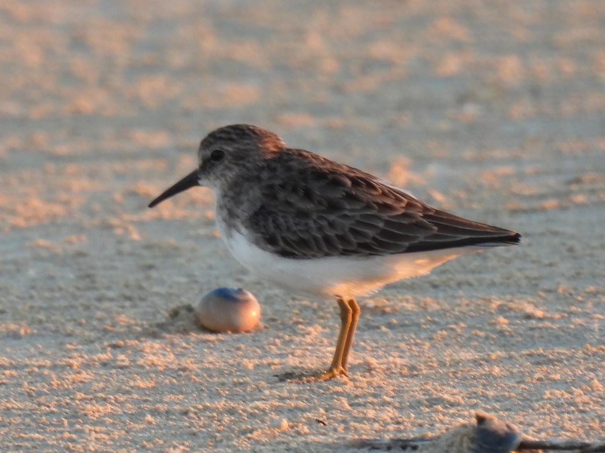 Least Sandpiper - ML644058479