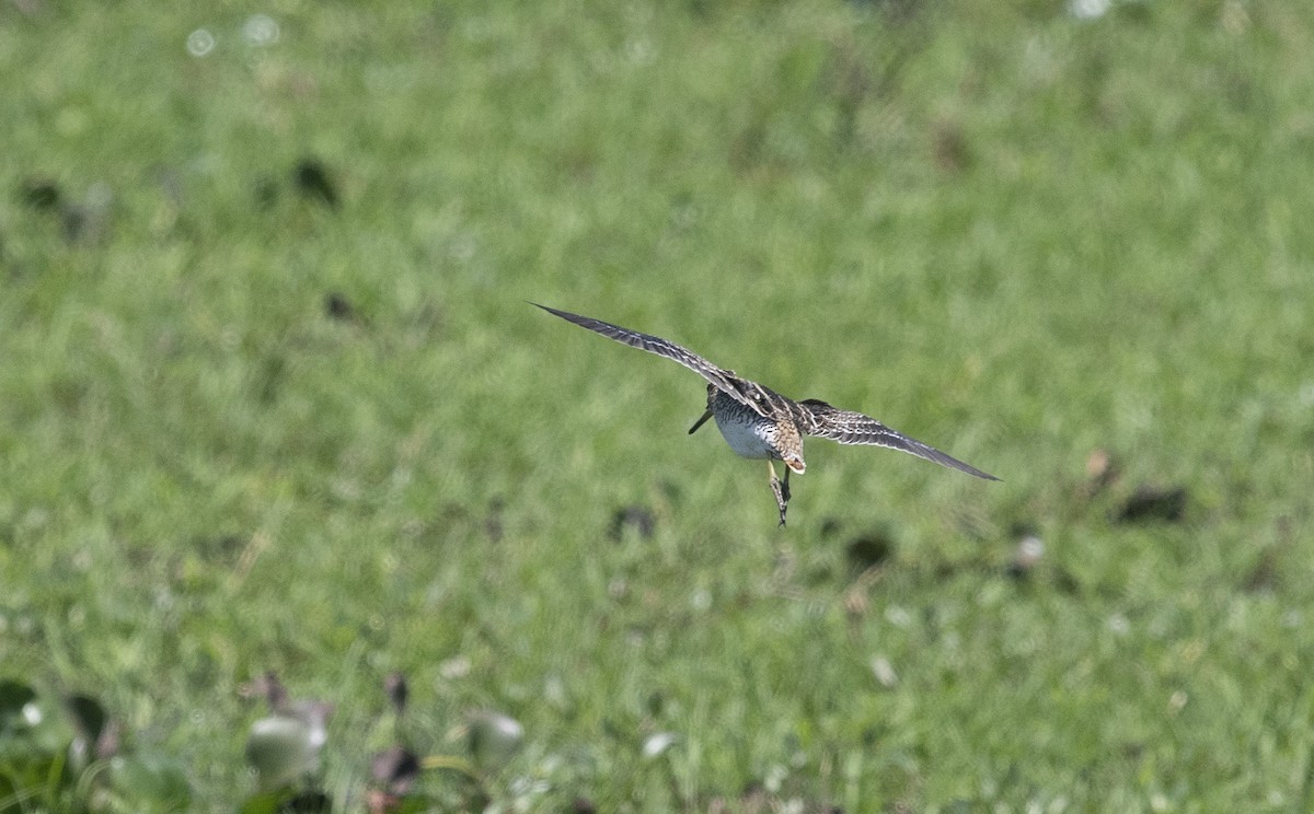 Pantanal Snipe - ML644058488